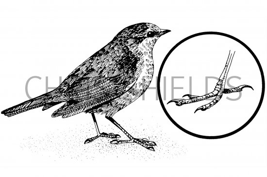 Illustration of Robin (Erithacus rubecula) (#4348)