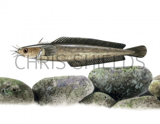 Illustration of Rockling (Five-bearded) Ciliata mustela (#2890)