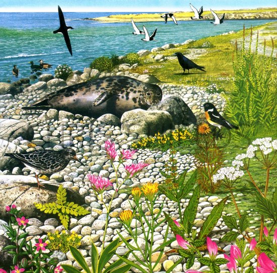 Illustration of Rocky Seashore (#1719)