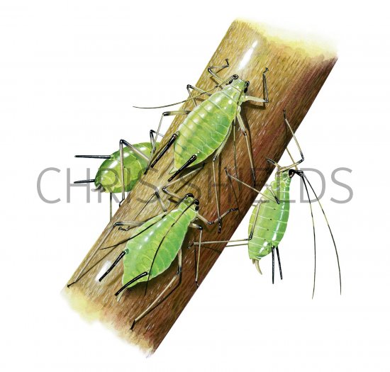 Illustration of Rose Aphid (Macrosiphum rosae) (#2679)