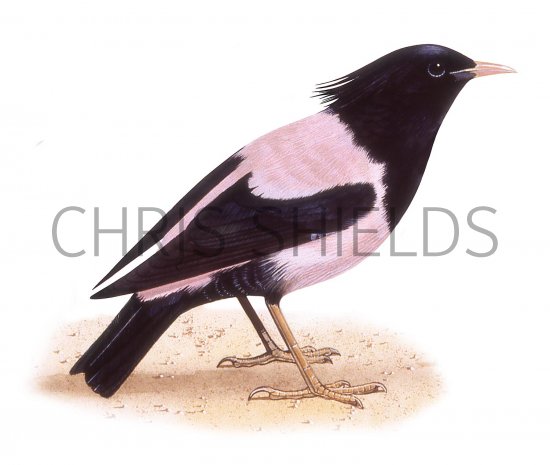 Illustration of Rose-coloured Starling male (Pastor roseus) (#3317)