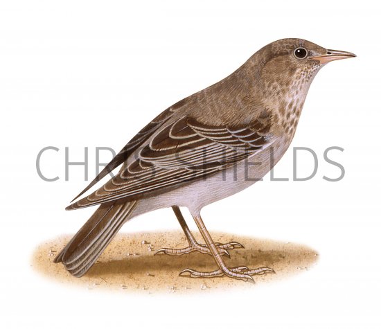 Illustration of Rose-coloured Starling female (Pastor roseus) (#3318)