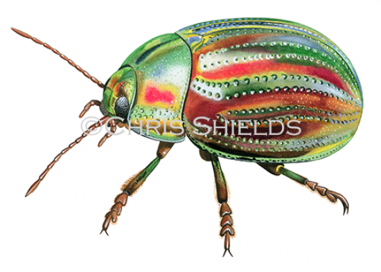 Illustration of Rosemary Beetle (Chrysolina americana).png (#4650)