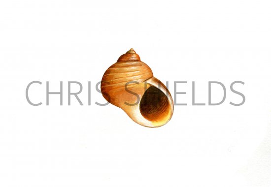 Illustration of Rough Periwinkle (Littorina saxatilis) (#0808)