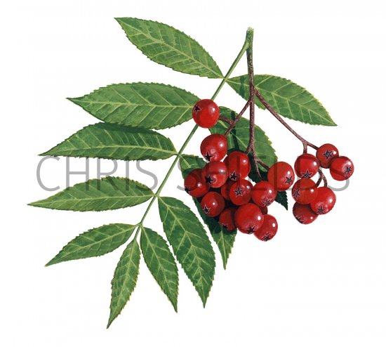 Illustration of Rowan Berries (Sorbus aucuparia) (#2788)