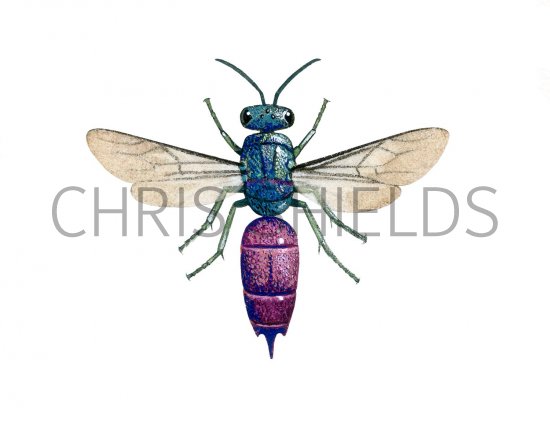 Illustration of Ruby-tailed Wasp (Chrysis ignita) (#3147)