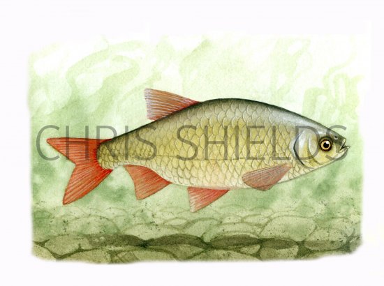 Illustration of Rudd (Scardinius erythrophthalmus) (#0182)