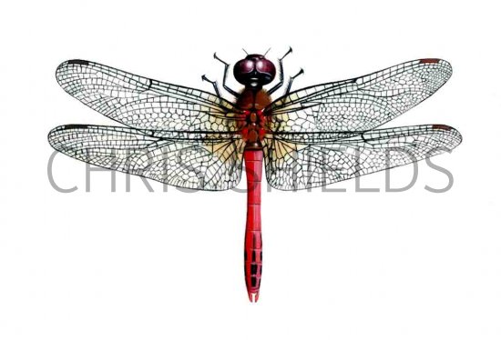 Illustration of Dragonfly (Rudy Darter) Sympetrum sanguineum (#1294)