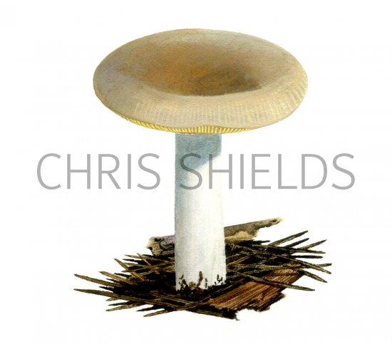 Illustration of Russula cessans (#1714)
