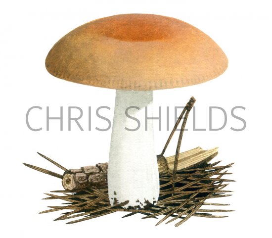 Illustration of Russula decolorans (#1889)