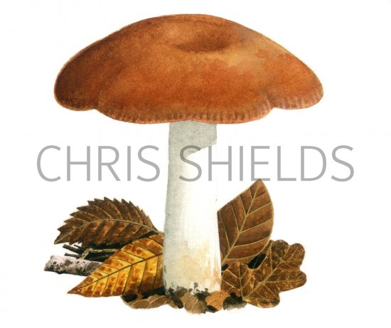 Illustration of Russula melliolens (#1890)