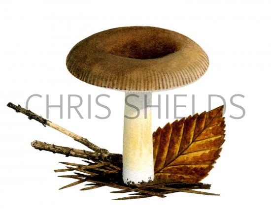 Illustration of Russula puellaris (#2650)