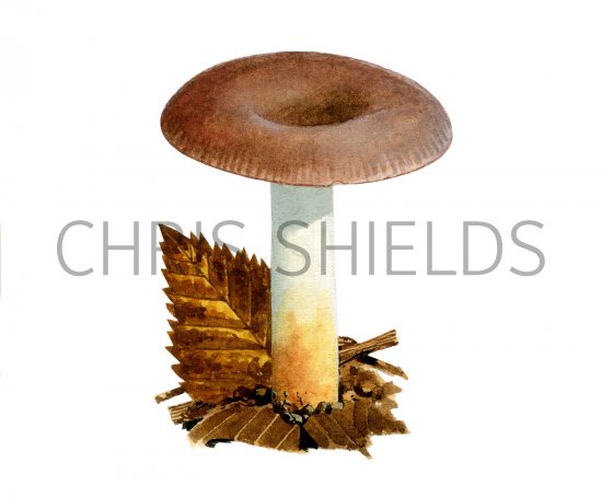 Illustration of Russula versicolor (#2657)