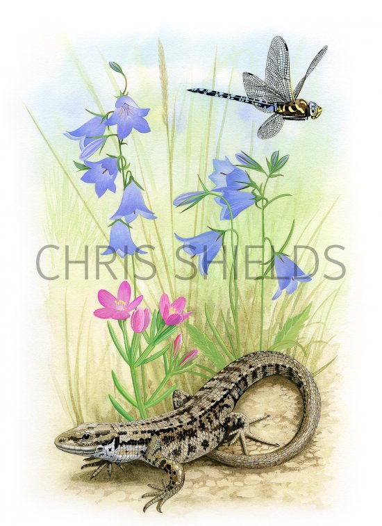 Illustration of Sand Dune Flora and Fauna (#3476)