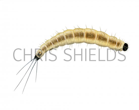Illustration of Sandfly Larvae (lutzomyia longipalpis) (#4209)