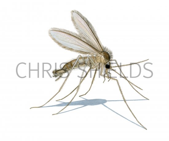 Illustration of Sandfly (Lutzomyia longipalpis) live male (#4206)