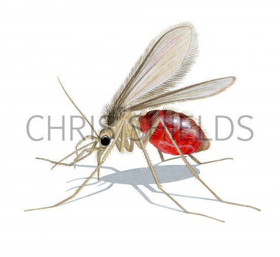 Illustration of Sandfly (Phlebotomus perniciosus) fed female (#4213)