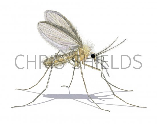 Illustration of Sandfly (Phlebotomus perniciousus) (#3795)