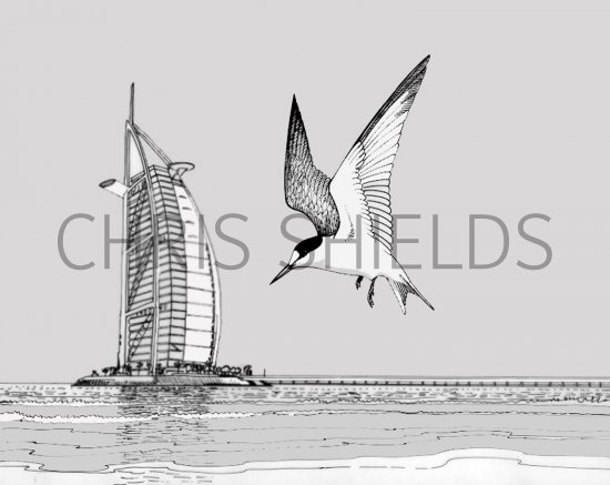 Illustration of Saunders Tern (Sternula saundersi) in Dubai (#1959)