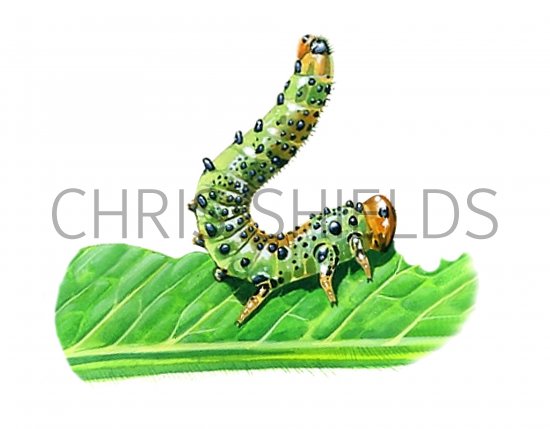 Illustration of Rose Sawfly Larvae (Arge pagana) (#0421)