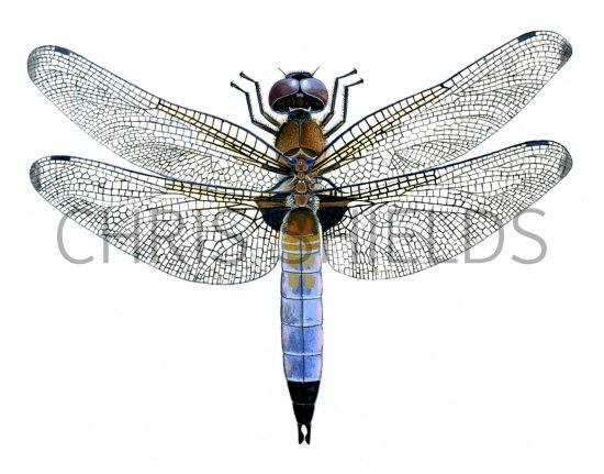 Illustration of Scarce Chaser (Libellula fulva) IN001 (#1295)