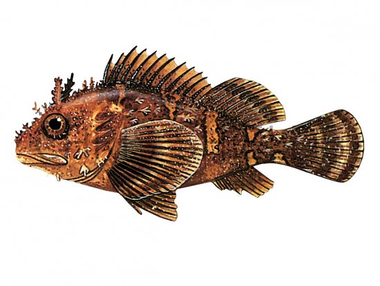 Illustration of Scorpion Fish (Scorpaena porcus) (#2718)