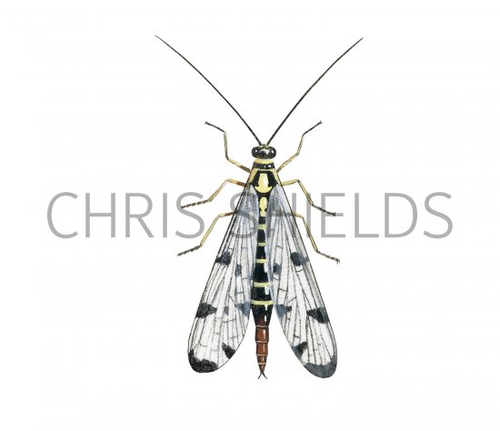 Illustration of Scorpion Fly (Panorpa communis), scorpionfly (#2954)