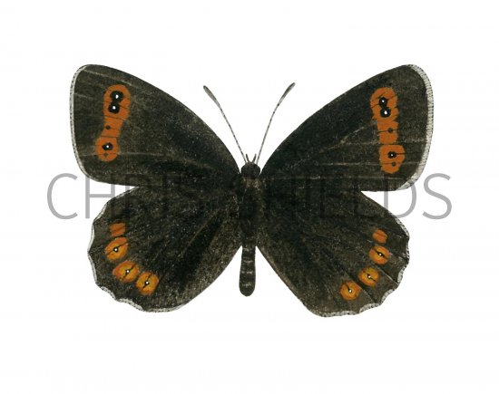 Illustration of Scotch Argus (Erebia aethiops) (#2639)