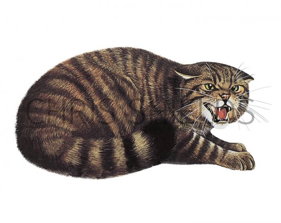 Illustration of Scottish Wildcat (Felis silvestris) (#3704)