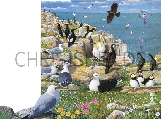 Illustration of Sea Birds (#2755)