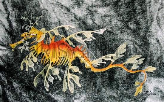 Illustration of Sea Dragon (Phycodurus eques) (#1008)