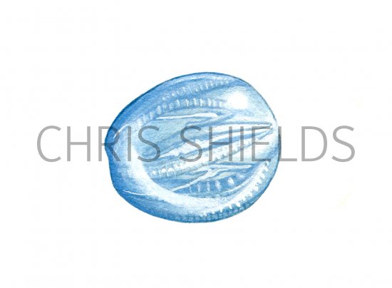 Illustration of Sea Gooseberry (Pleurobachia pileus) (#0747)