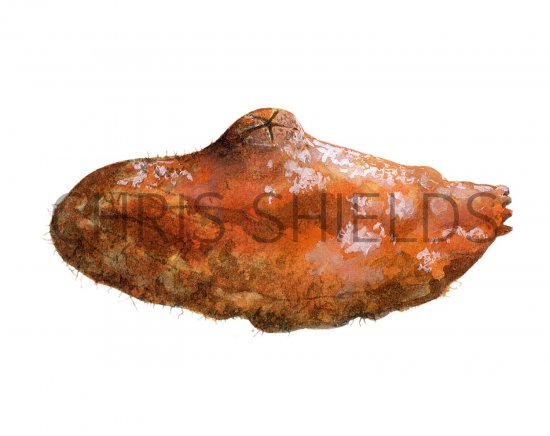 Illustration of Sea Squirt (Ascidia mentula)) (#1857)