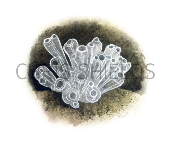 Illustration of Sea Squirt (Clavelina lepadiformis) (#1855)