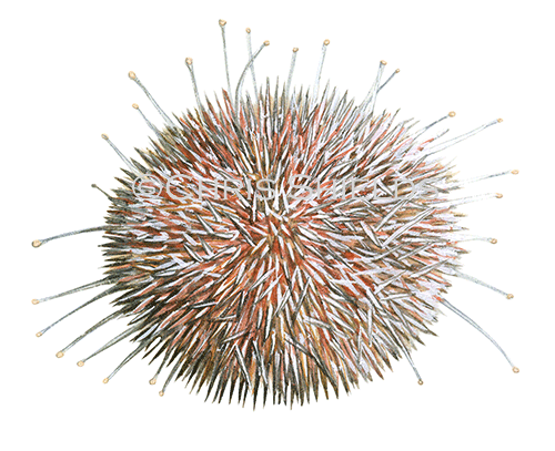 Illustration of Sea Urchin (Echinus esculentus) (#1867)