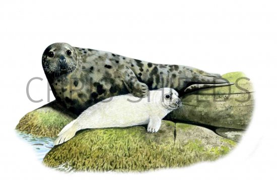 Illustration of Seal (Grey) Halichoerus grypus (#0502)