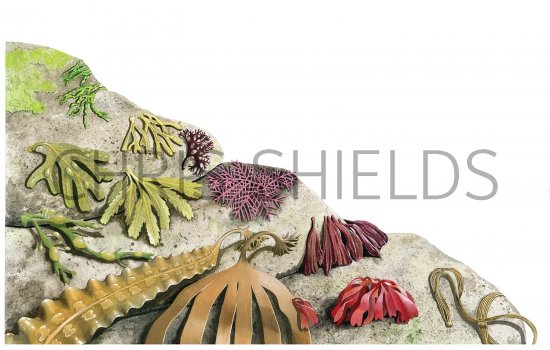 Illustration of Seaweeds (#2614)