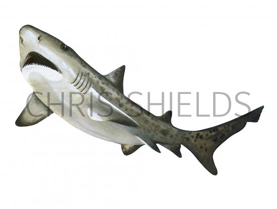 Illustration of Shark (Tiger) Galeocerdo cuvier (#1006)