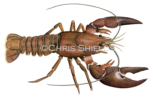 Illustration of Signal Crayfish (Pacifastacus leniusculus).png (#4506)