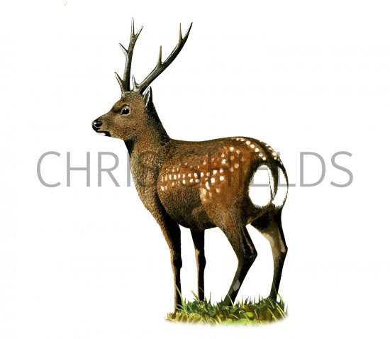 Illustration of Sika Deer (Cervus nippon) (#3426)