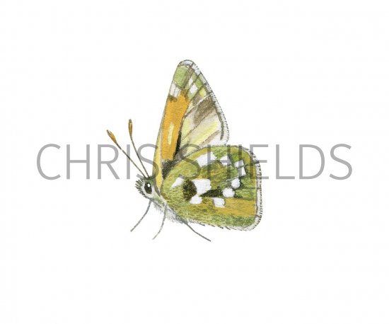 Illustration of Silver-spotted Skipper (Hesperia comma) (#2969)