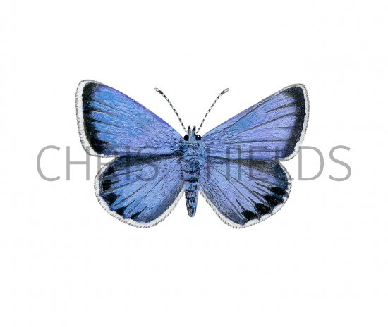 Illustration of Silver-studded Blue male (Plebejus argus) (#2964)