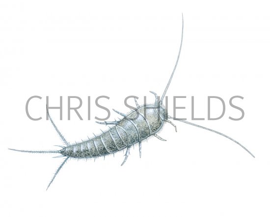 Illustration of Silverfish (Lepisma saccharina) (#2059)