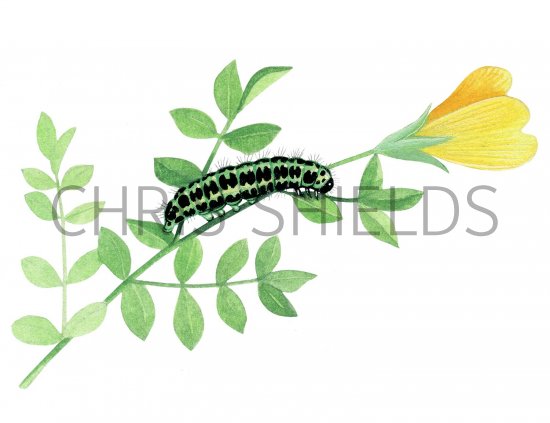 Illustration of Six-spot Burnet Moth Caterpillar (Zygaena filipendulae) (#2527)