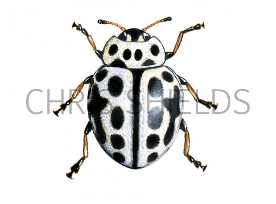 Illustration of Sixteen-spot Ladybird (Tytthaspis 16-punctata) (#0905)