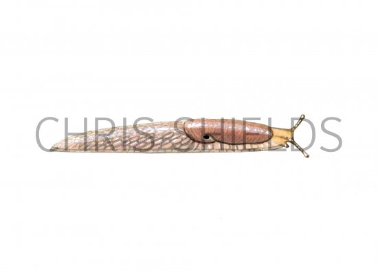 Illustration of Slug (Common Grey Field) Deroceras reticulatum (#0627)