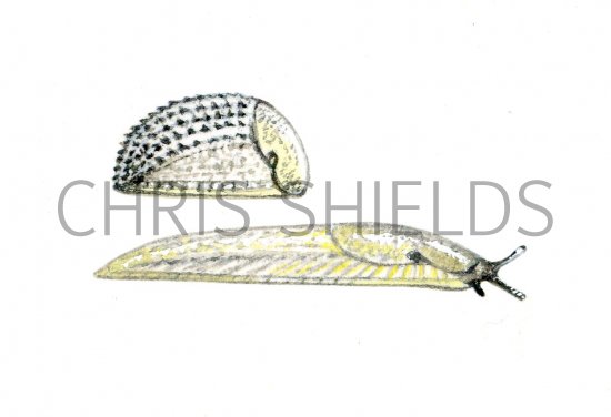 Illustration of Slug (Hedgehog) Arion intermedus (#0611)
