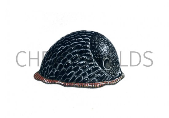 Illustration of Slug (Large Black) Arion ater) (#0600)