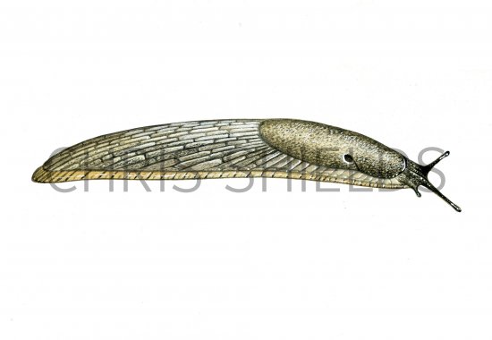 Illustration of Slug (Lusitanian) Arion lusitanicus (#0605)