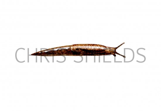 Illustration of Slug (Marsh) Derocents laeve (#0628)